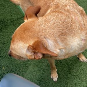 Meet your Posher, Cesar